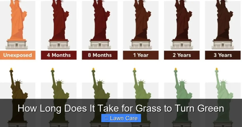 How Long Does It Take for Grass to Turn Green