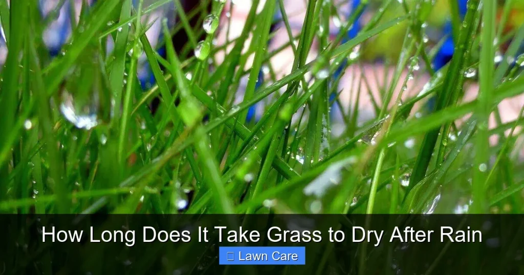 How Long Does It Take Grass to Dry After Rain