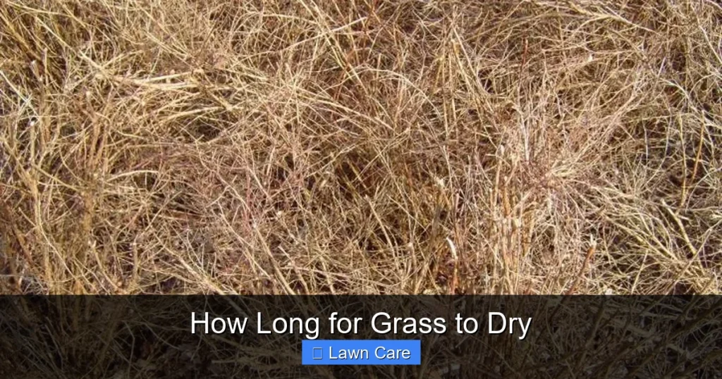 How Long for Grass to Dry