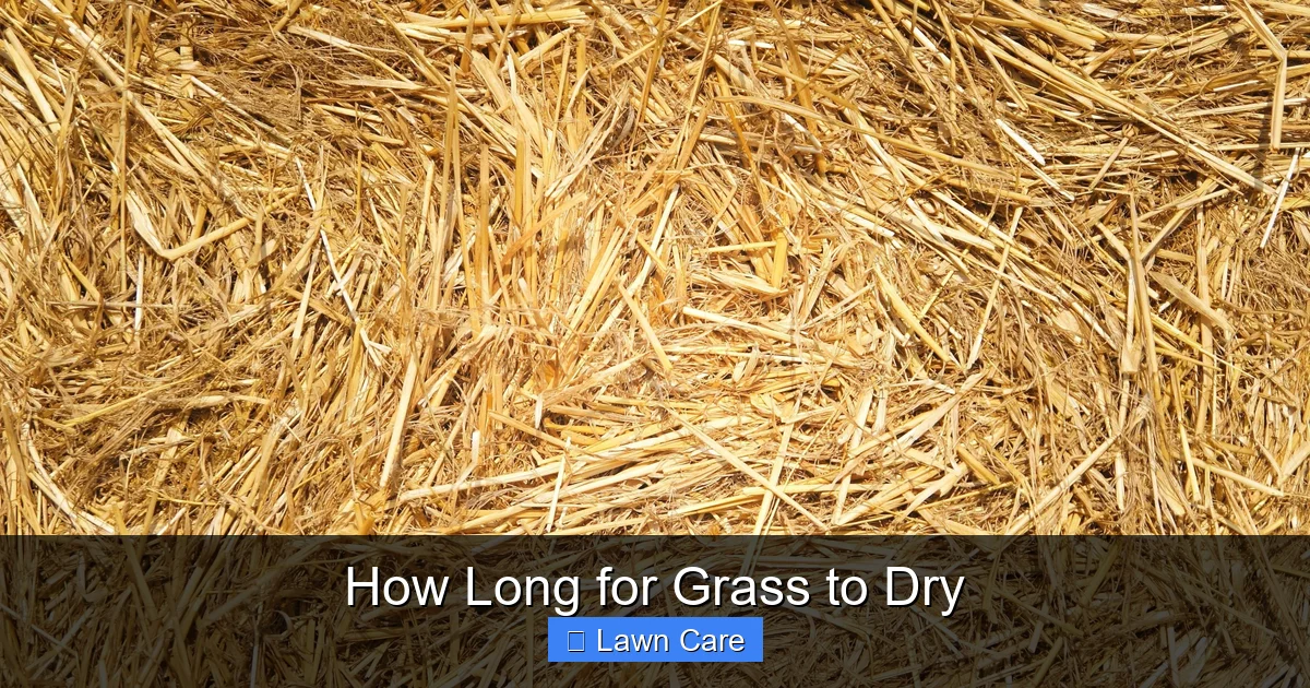 How Long for Grass to Dry
