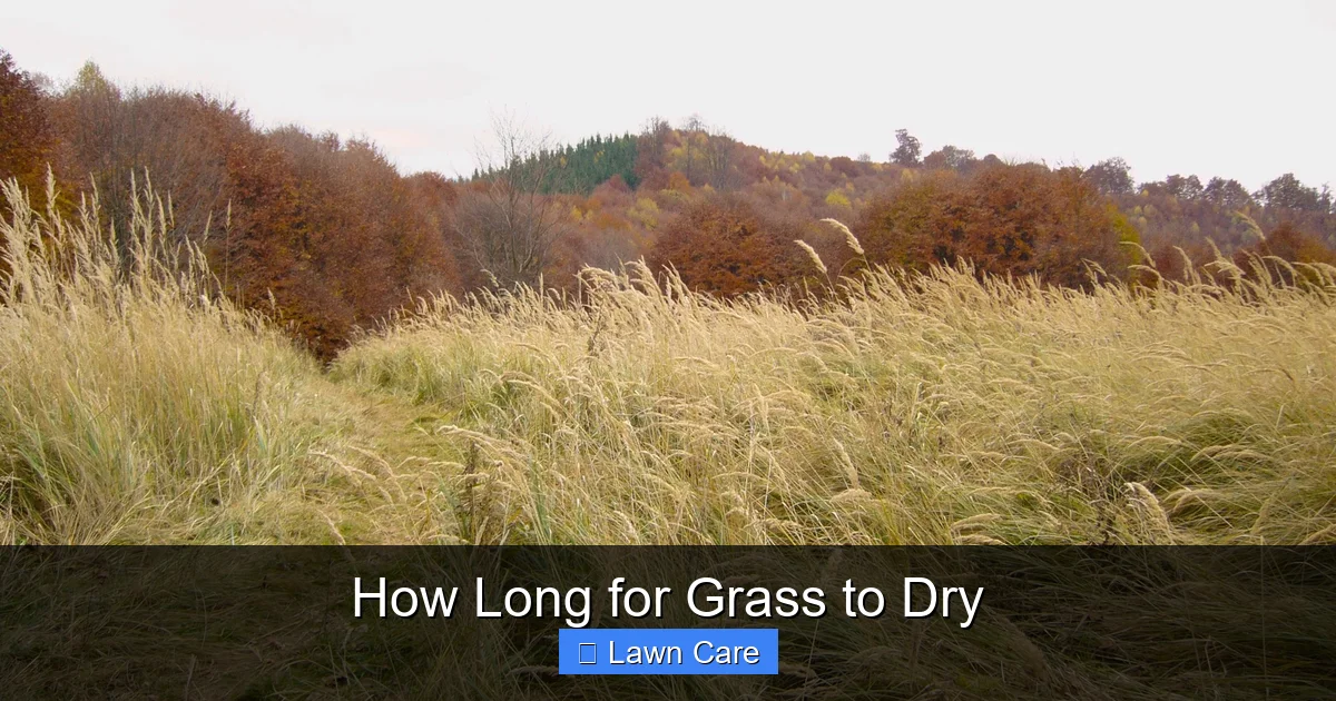 How Long for Grass to Dry