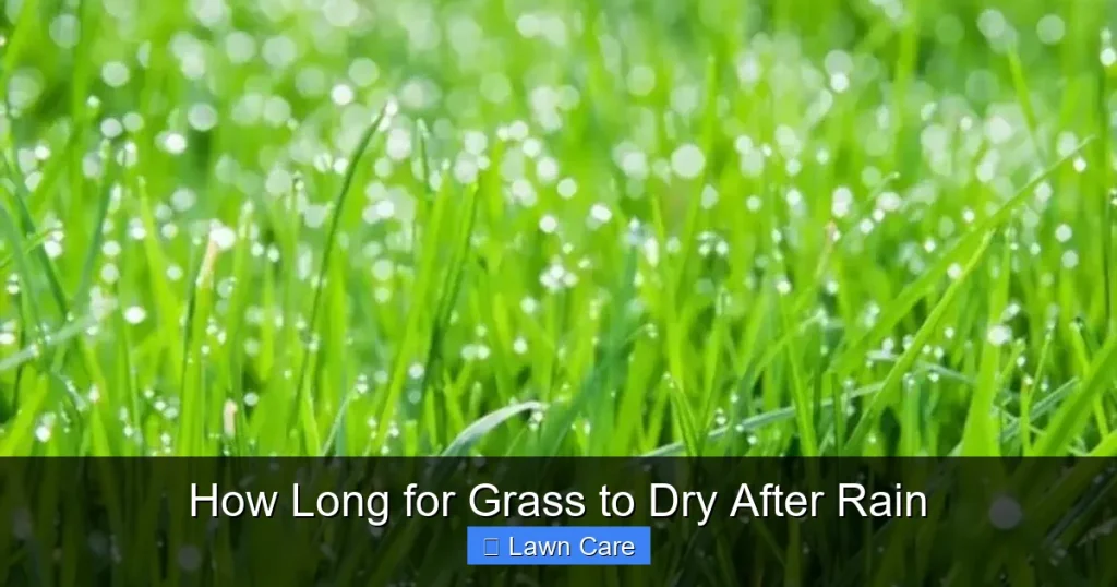 How Long for Grass to Dry After Rain