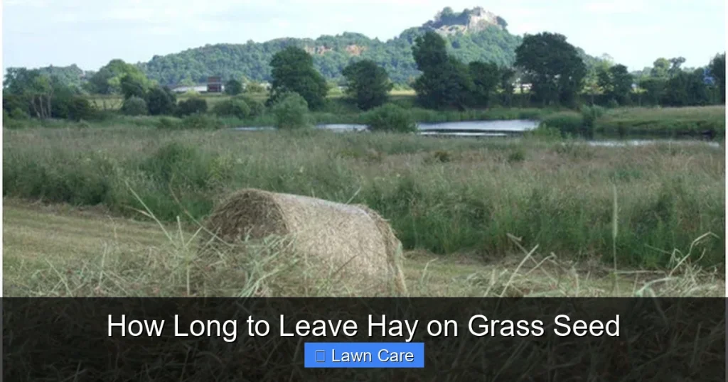 How Long to Leave Hay on Grass Seed