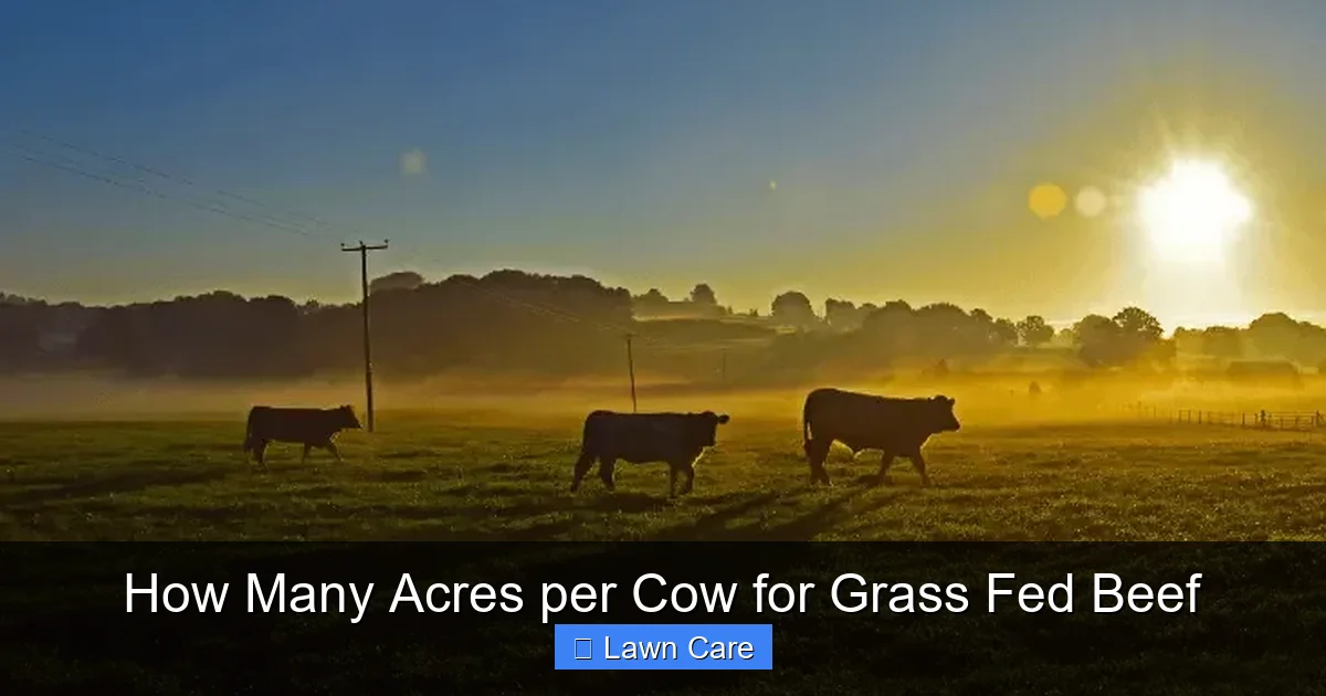 How Many Acres per Cow for Grass Fed Beef