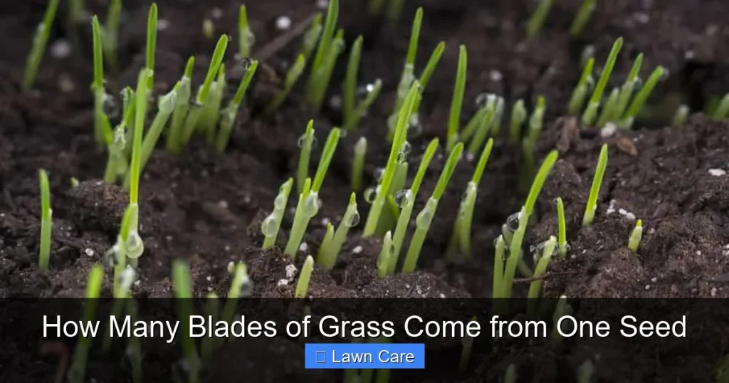 How Many Blades of Grass Come from One Seed