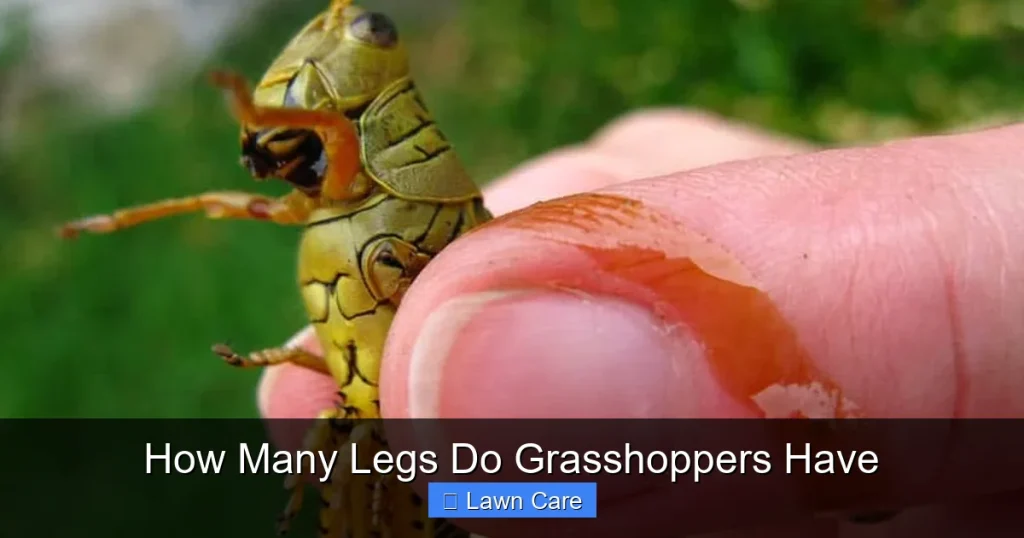 How Many Legs Do Grasshoppers Have