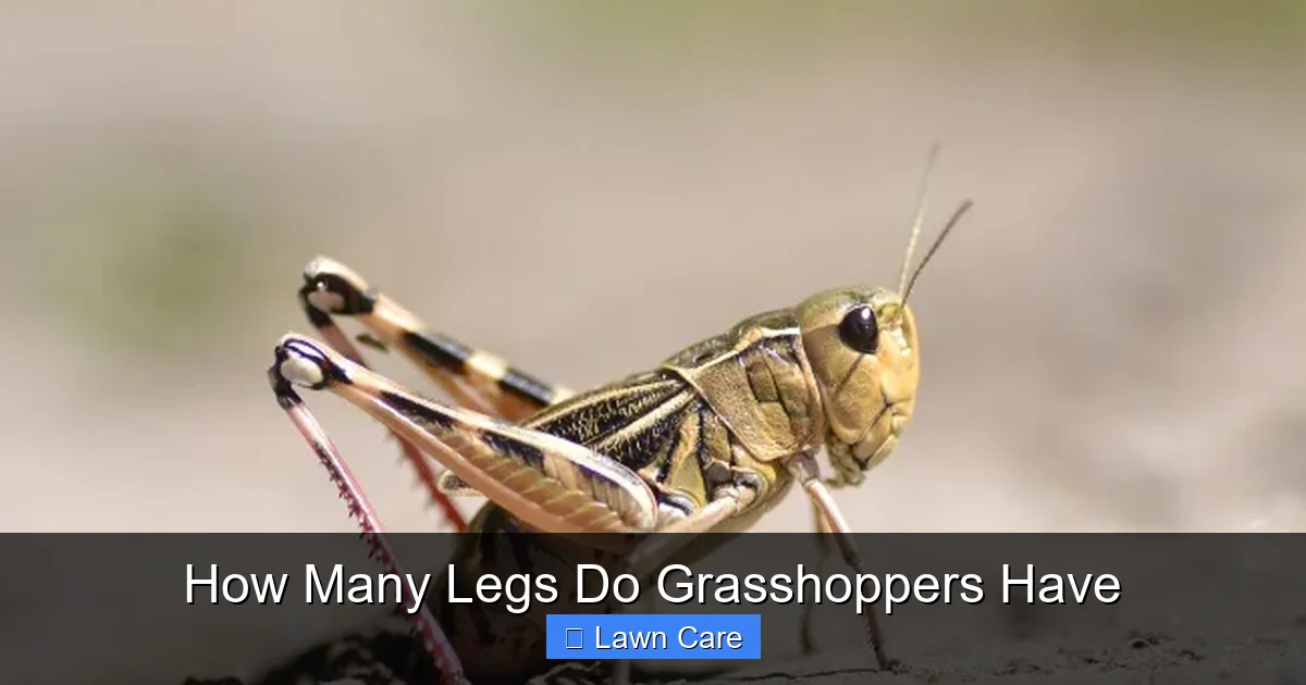 How Many Legs Do Grasshoppers Have