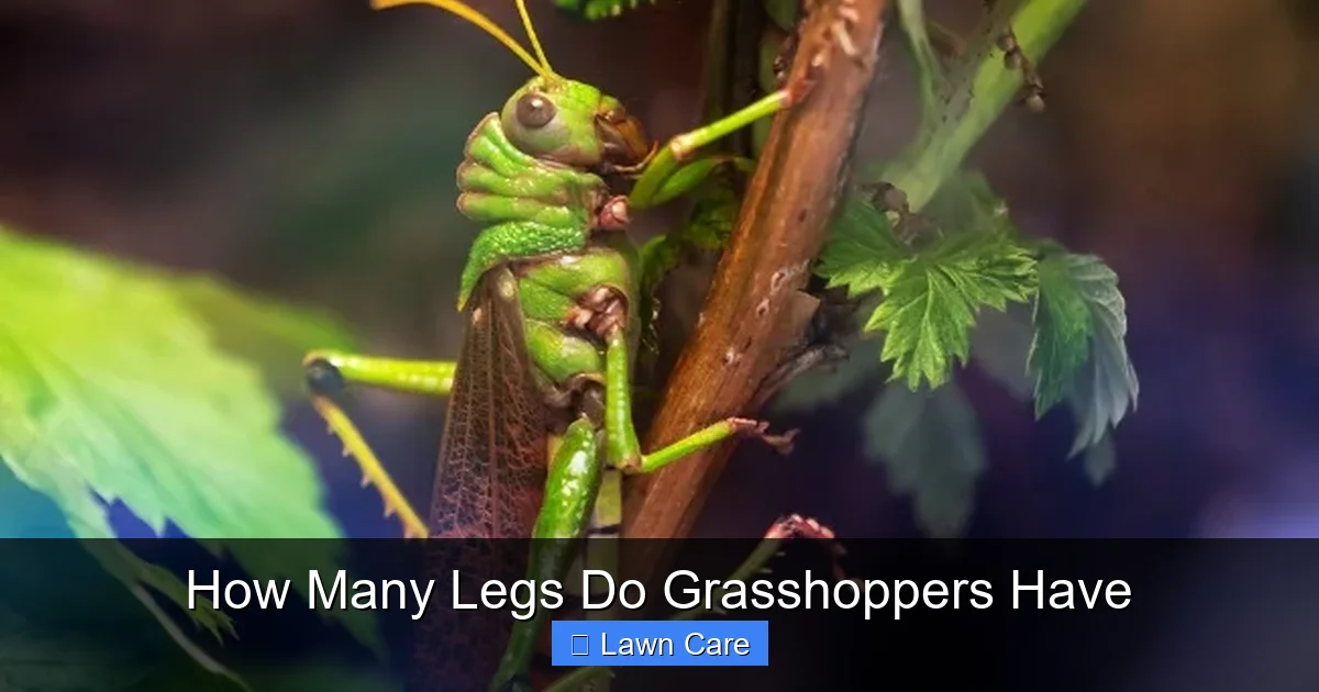 How Many Legs Do Grasshoppers Have
