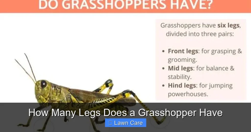 How Many Legs Does a Grasshopper Have