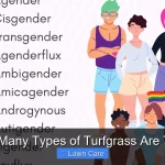 How Many Types of Turfgrass Are There