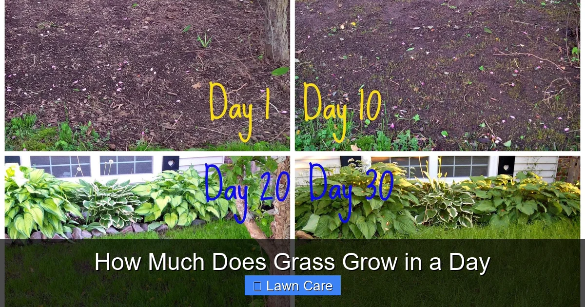 How Much Does Grass Grow in a Day