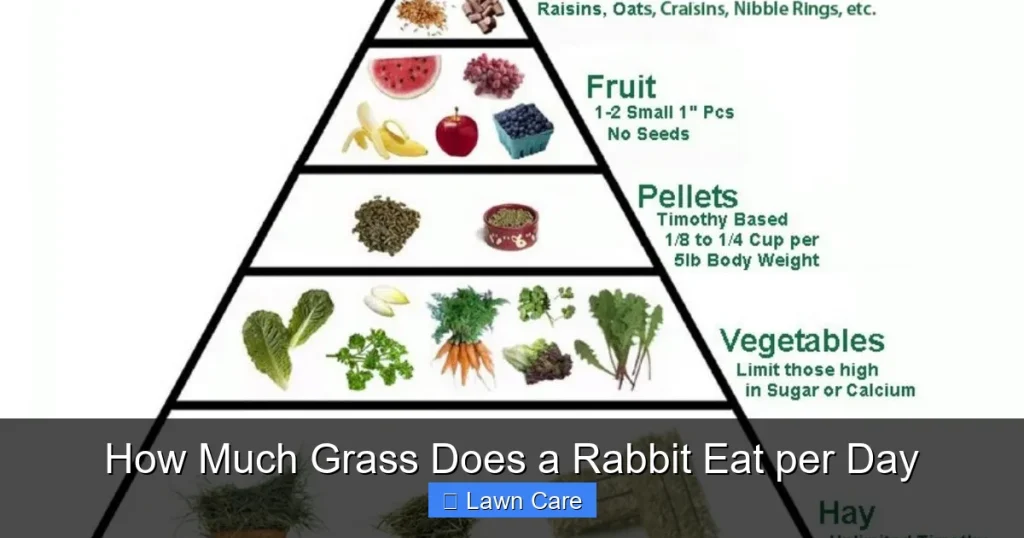How Much Grass Does a Rabbit Eat per Day