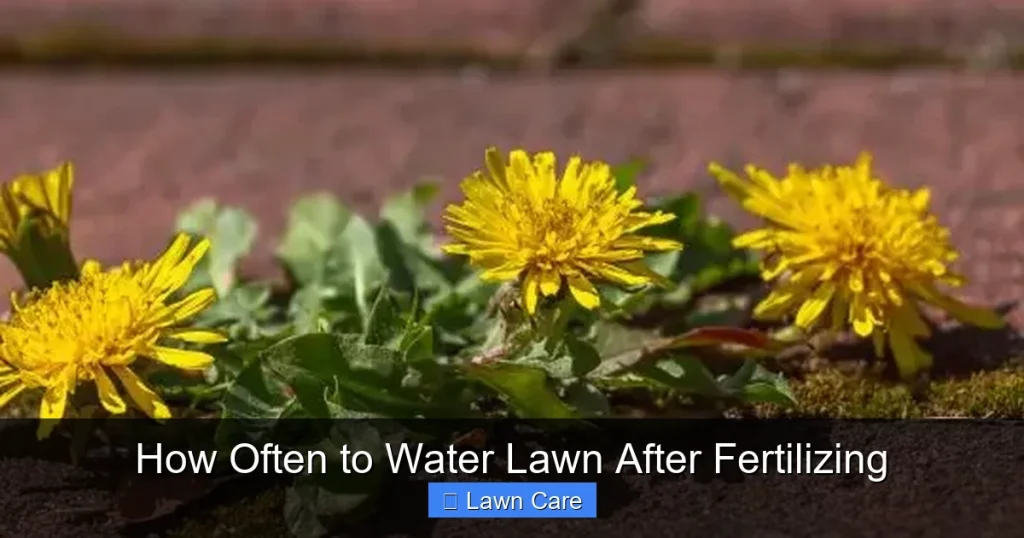 How Often to Water Lawn After Fertilizing