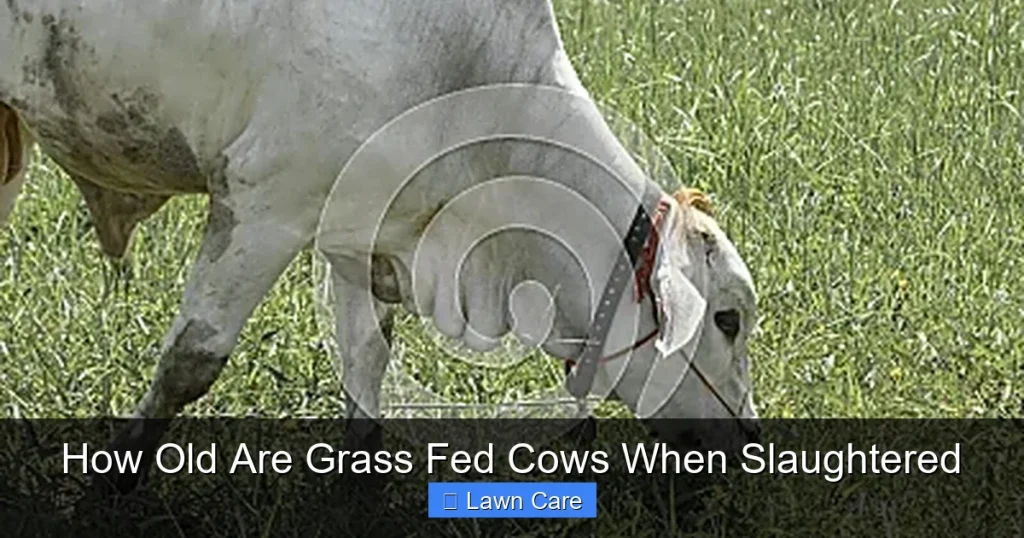 How Old Are Grass Fed Cows When Slaughtered