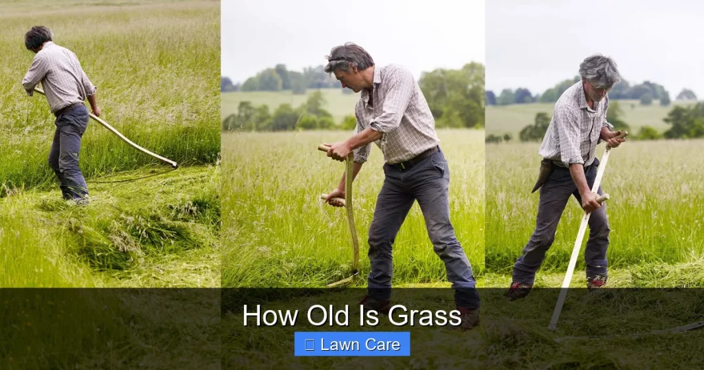 How Old Is Grass