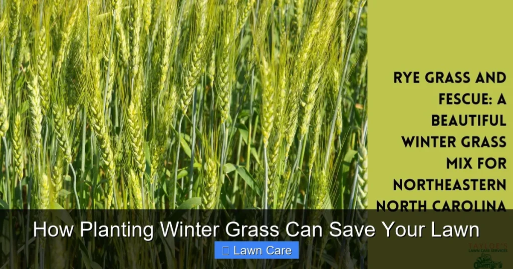 How Planting Winter Grass Can Save Your Lawn