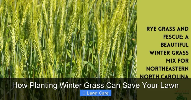How Planting Winter Grass Can Save Your Lawn