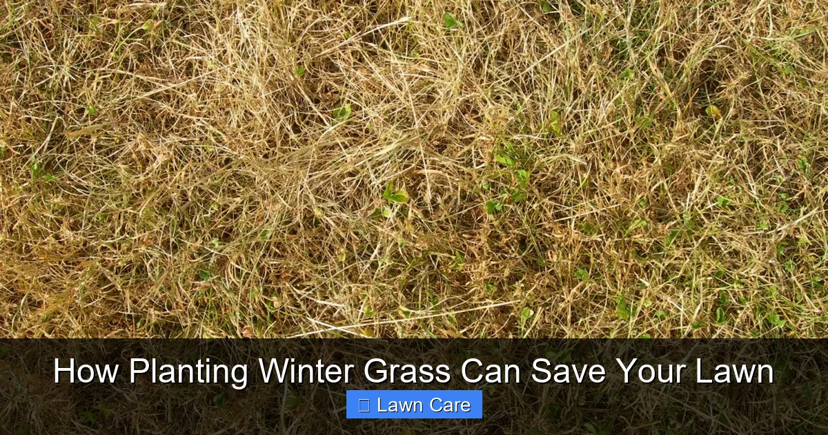 How Planting Winter Grass Can Save Your Lawn