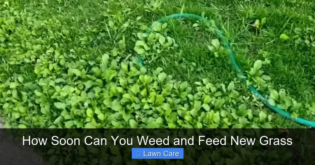 How Soon Can You Weed and Feed New Grass