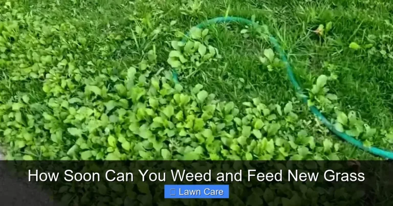 How Soon Can You Weed and Feed New Grass