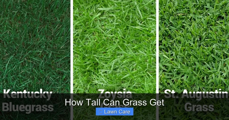 How Tall Can Grass Get