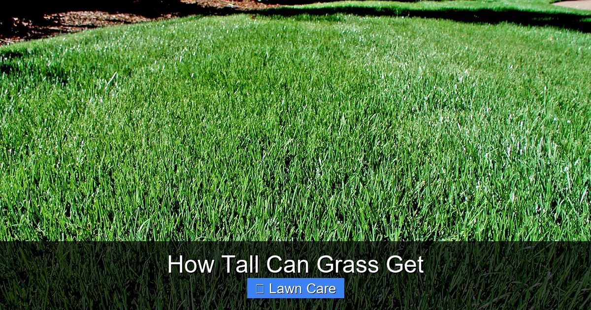 How Tall Can Grass Get