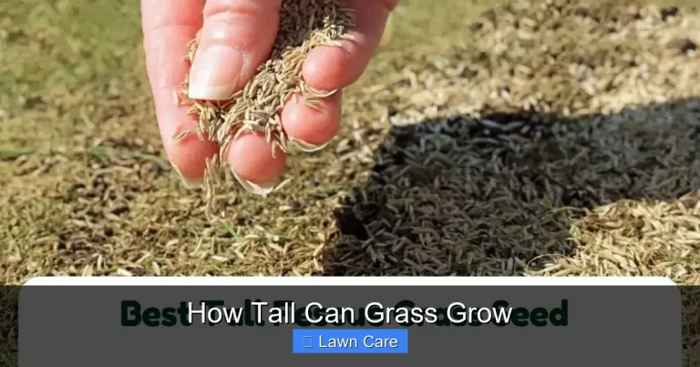 How Tall Can Grass Grow