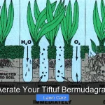 How to Aerate Your Tiftuf Bermudagrass Lawn