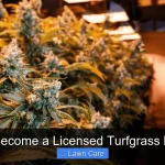 How to Become a Licensed Turfgrass Producer