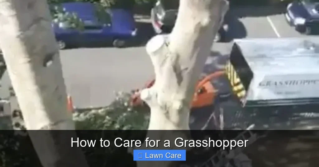 How to Care for a Grasshopper