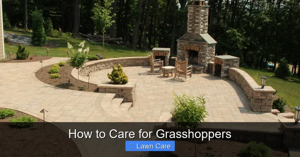 How to Care for Grasshoppers