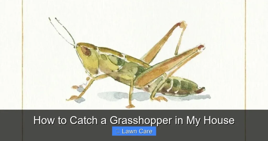 How to Catch a Grasshopper in My House