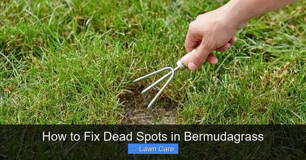 How to Fix Dead Spots in Bermudagrass