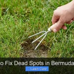 How to Fix Dead Spots in Bermudagrass