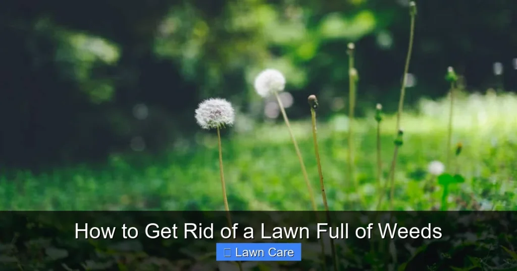 How to Get Rid of a Lawn Full of Weeds