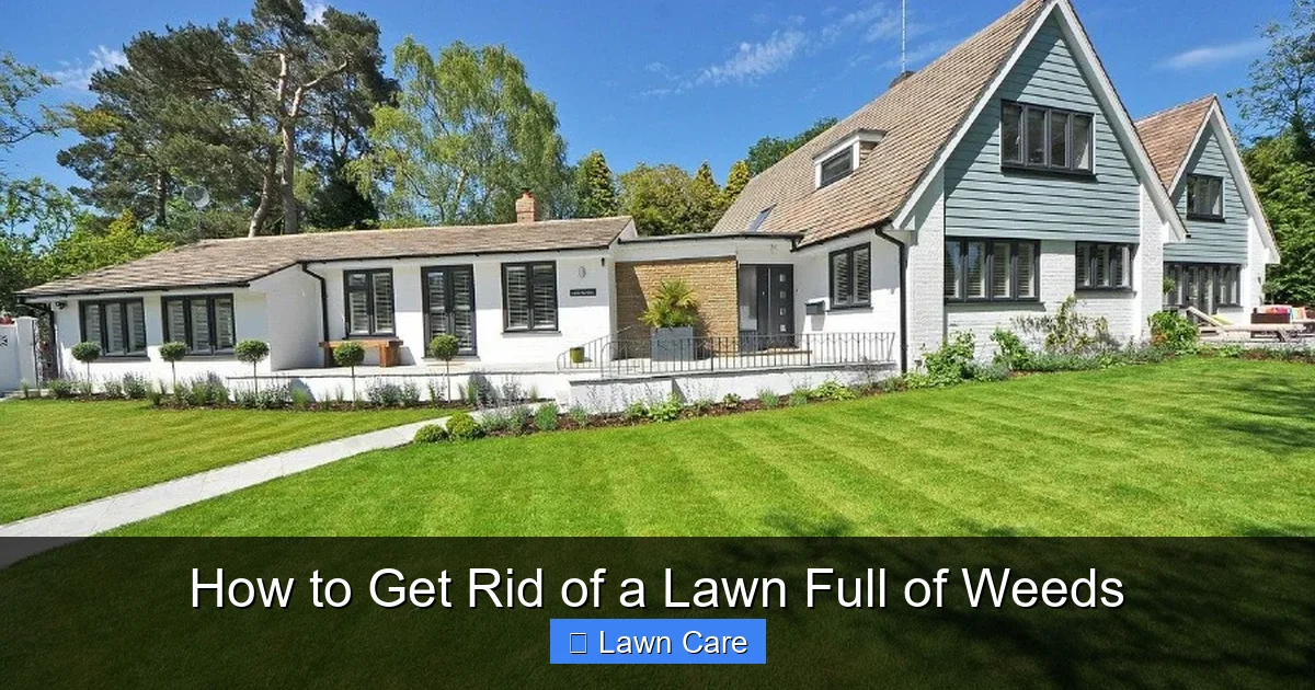 How to Get Rid of a Lawn Full of Weeds