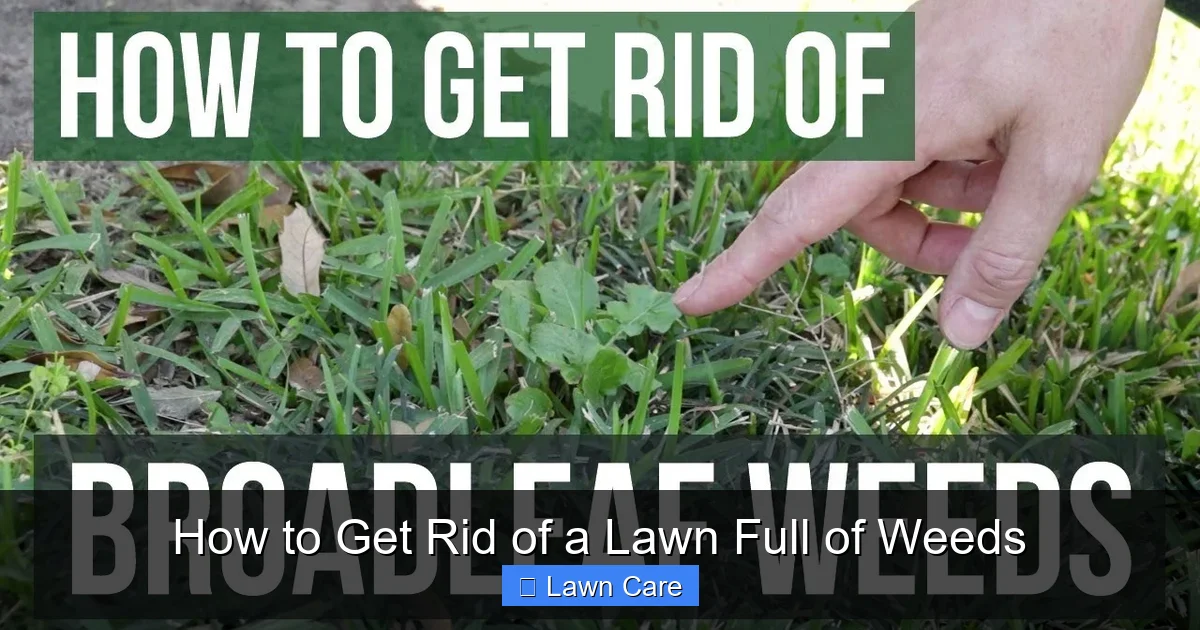 How to Get Rid of a Lawn Full of Weeds