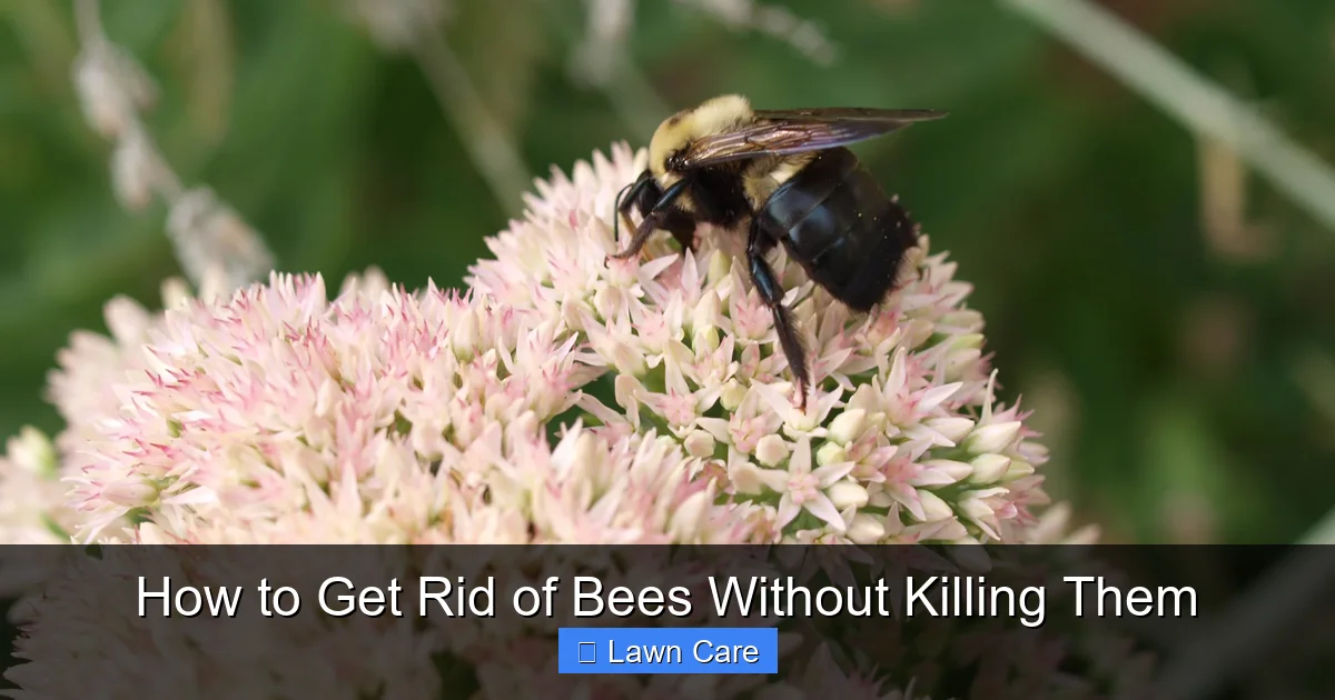 How to Get Rid of Bees Without Killing Them