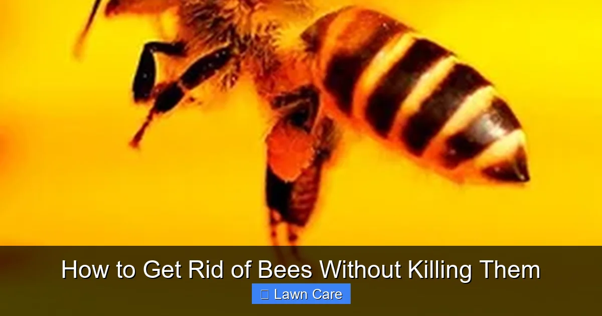 How to Get Rid of Bees Without Killing Them