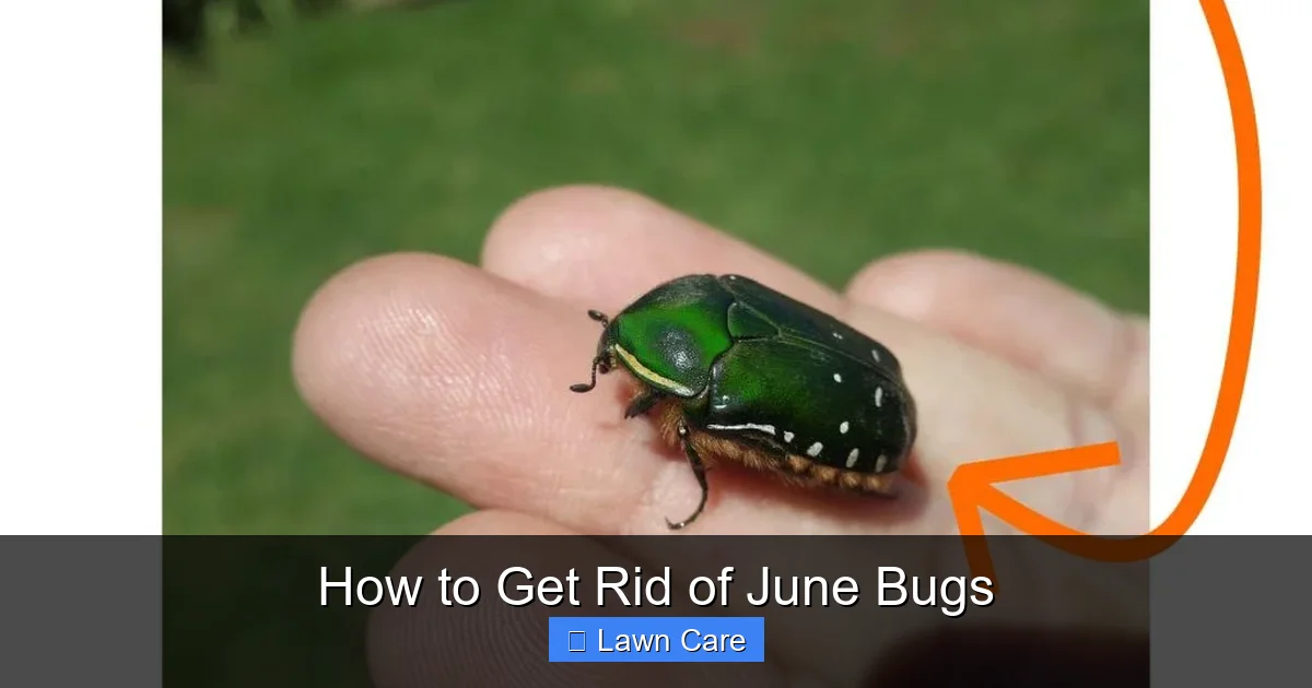 How to Get Rid of June Bugs