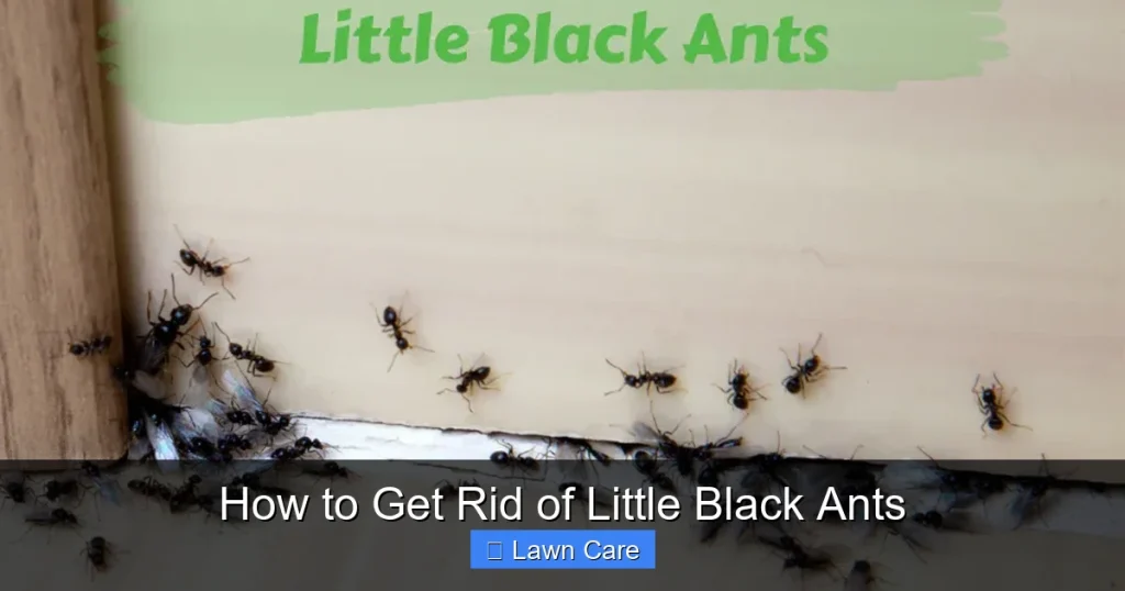 How to Get Rid of Little Black Ants