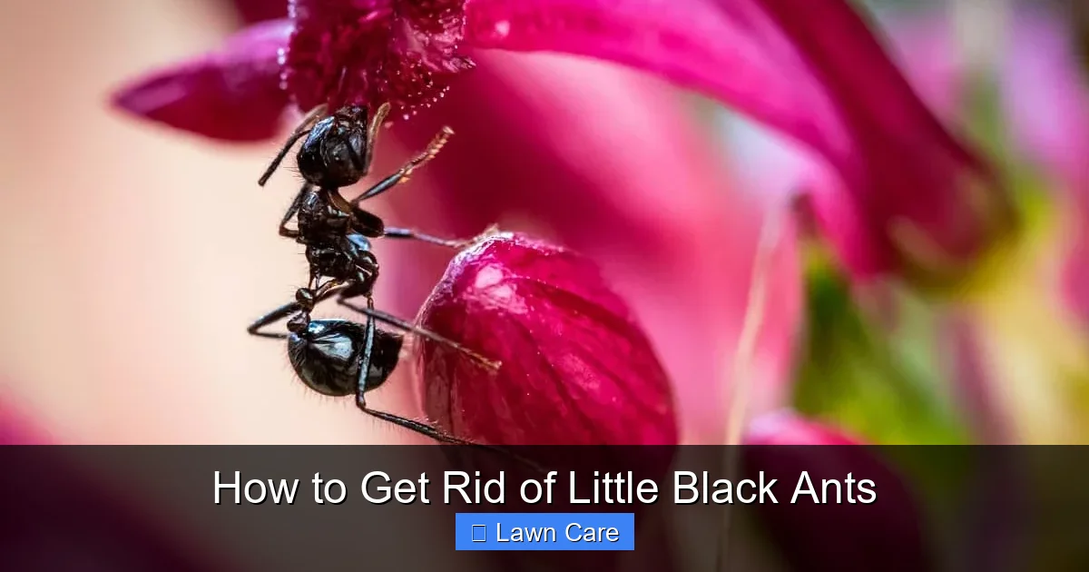 How to Get Rid of Little Black Ants