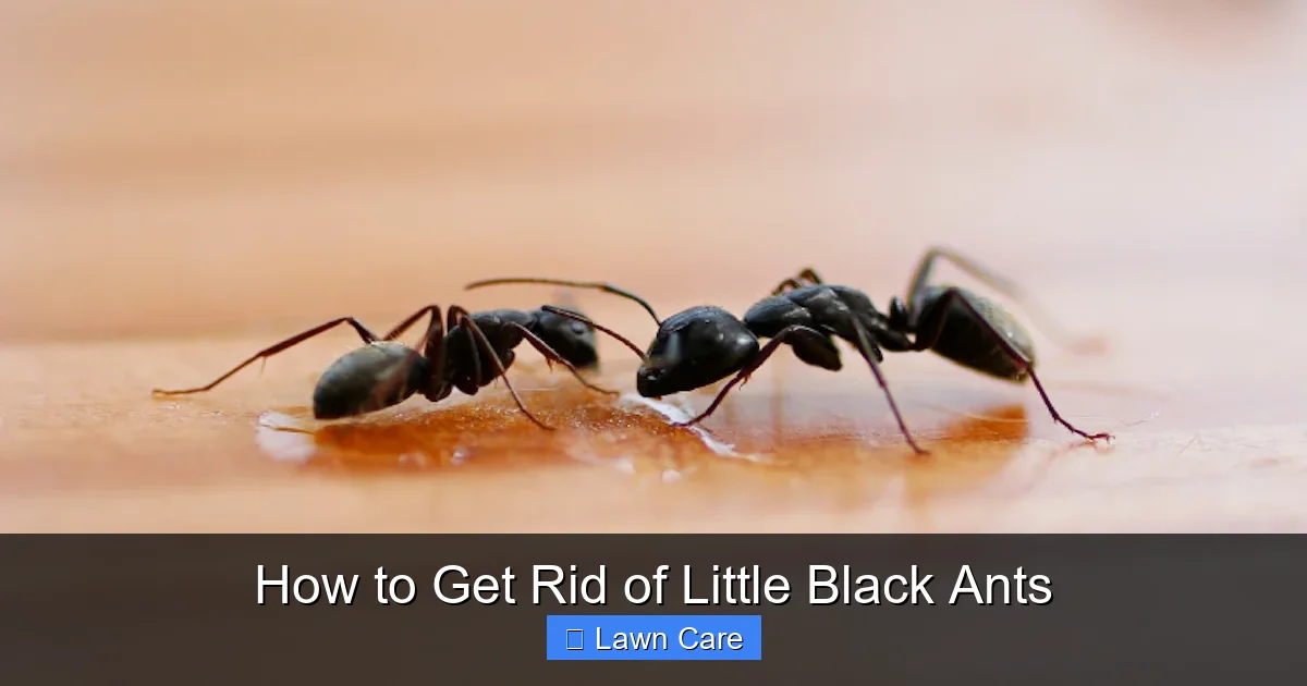 How to Get Rid of Little Black Ants