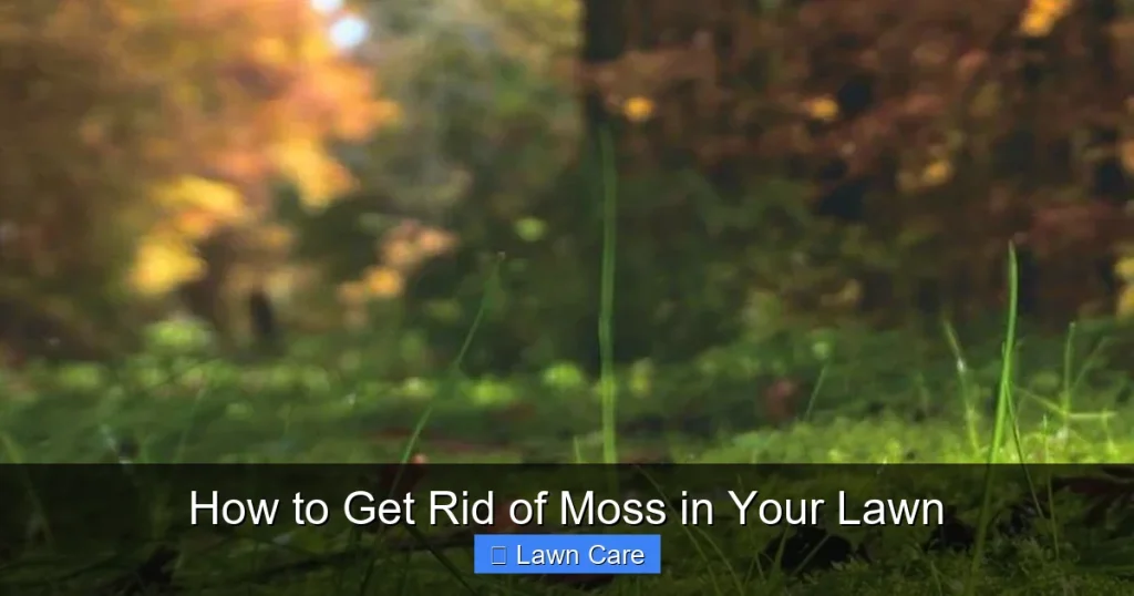 How to Get Rid of Moss in Your Lawn