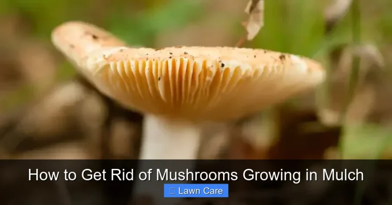 How to Get Rid of Mushrooms Growing in Mulch