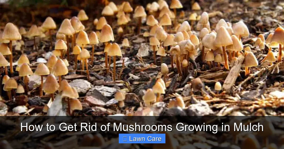 How to Get Rid of Mushrooms Growing in Mulch