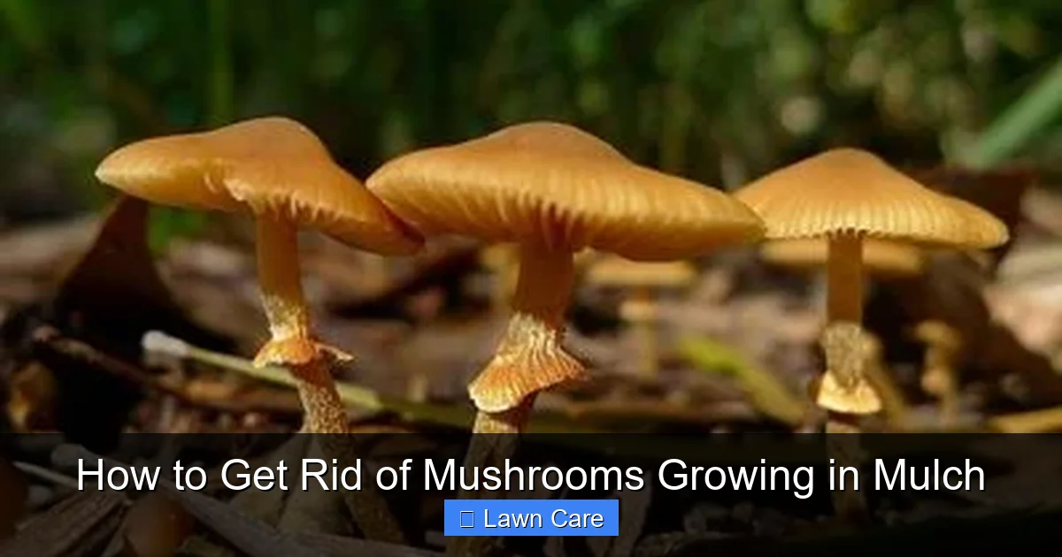 How to Get Rid of Mushrooms Growing in Mulch