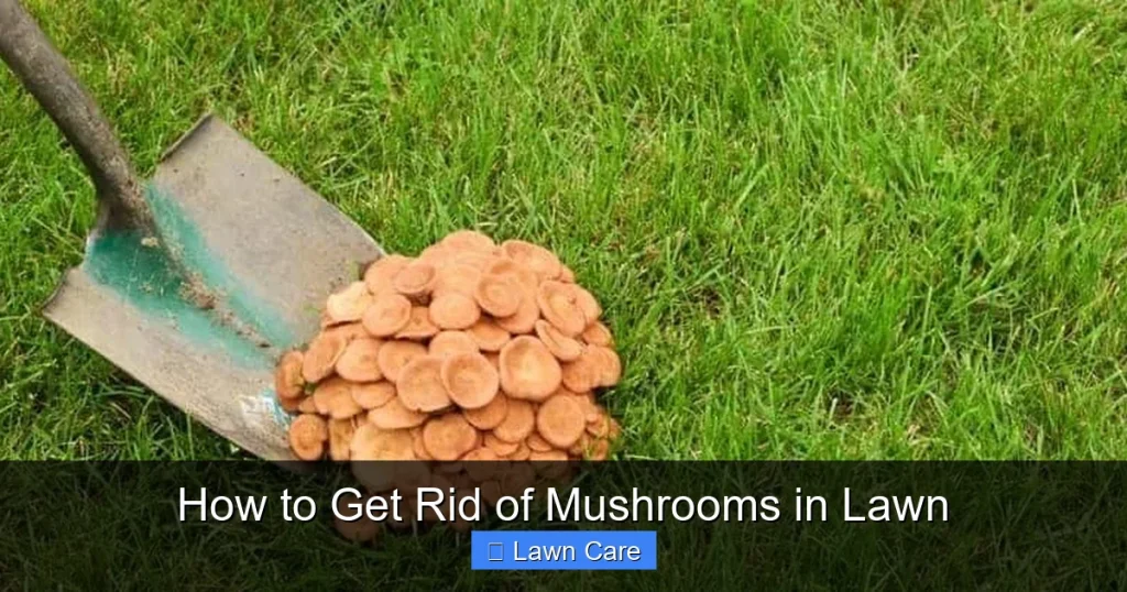 How to Get Rid of Mushrooms in Lawn