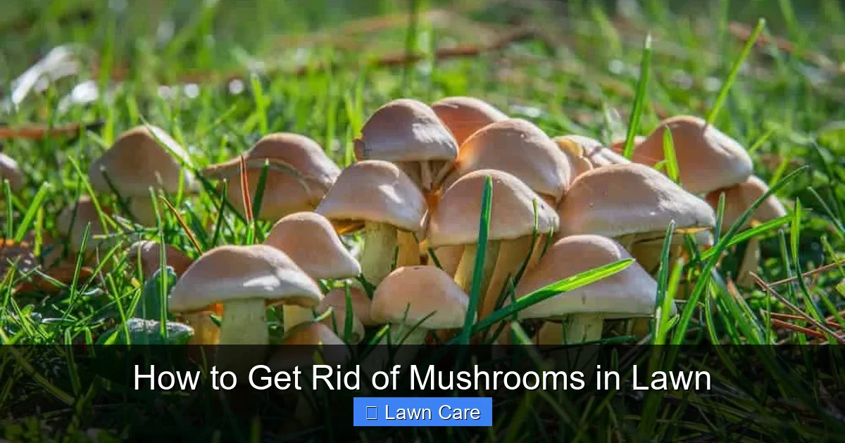 How to Get Rid of Mushrooms in Lawn