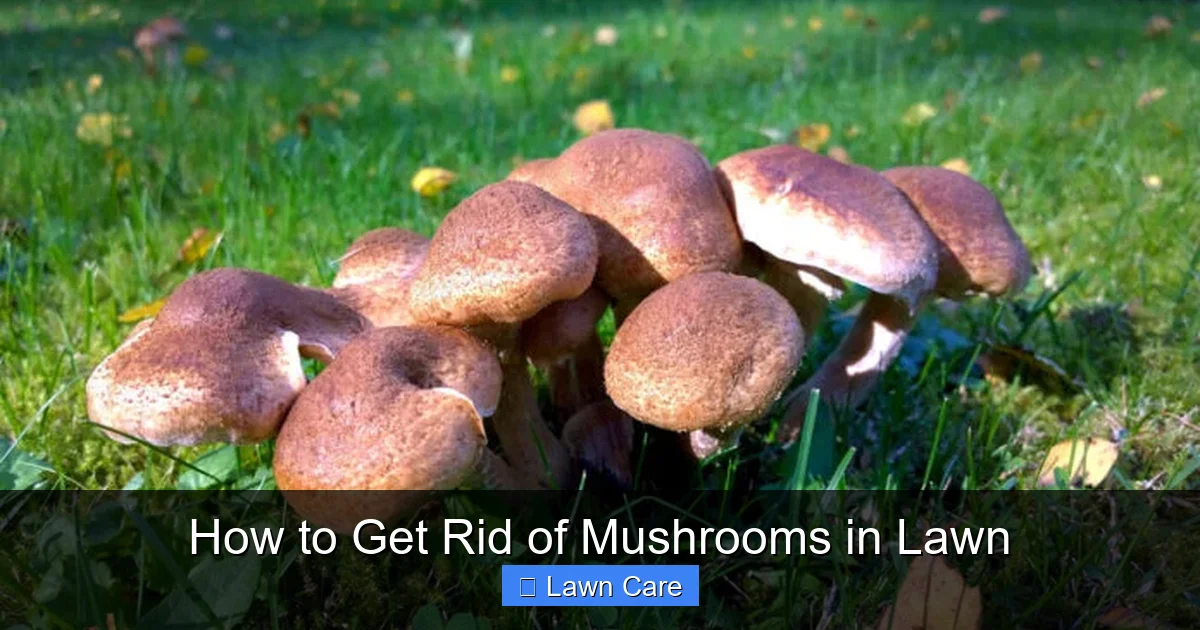 How to Get Rid of Mushrooms in Lawn